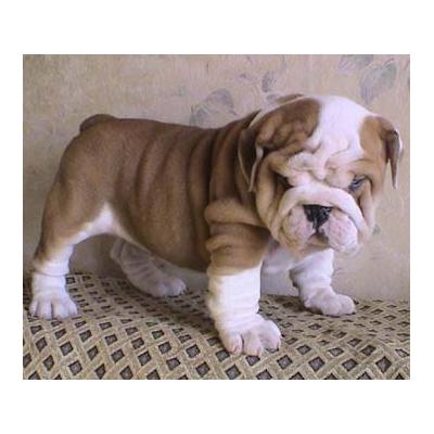 Concurso filhotes Bulldog Inglês para adoção