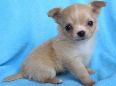 Adorable chihuahua cachorros para seus filhos