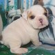 Inglês bulldog cachorros para venda