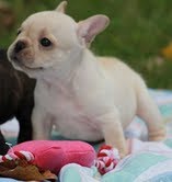 clássico com pedigree filhotes bulldog francês.