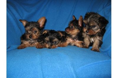 Yorkshire filhotes para adoção