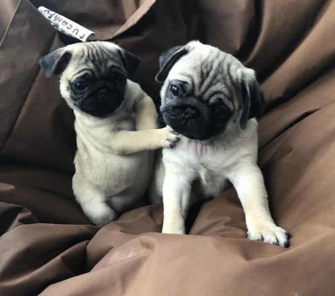 Filhotes de Pomerânia adoráveis para adoção gratuita