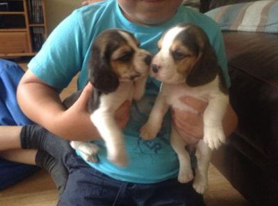 Kc registrados cachorros beagle, listo en 2 semanas!