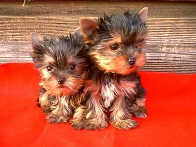Filhotes de Yorkshire Terrier para adopção
