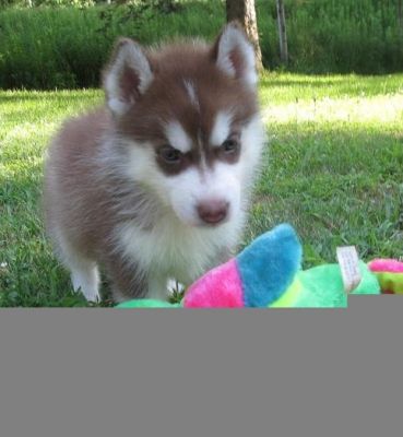 Filhotes Husky Siberiano Para adoÃ§Ã£o
