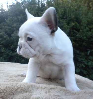 bem treinado buldogue francês para venda