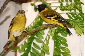 Vendo Casal de Carduelis Magellanica