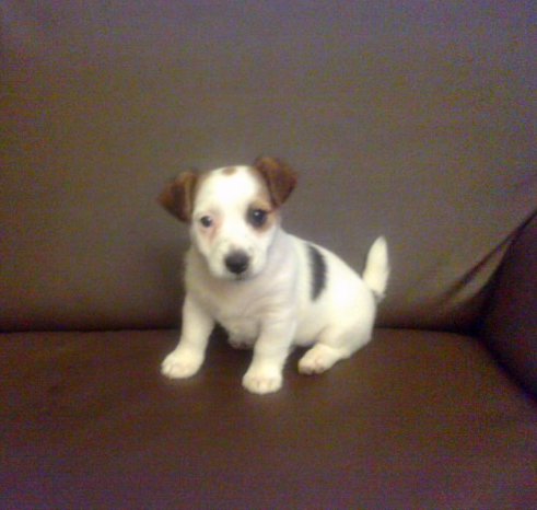 Jack Russell Terrier