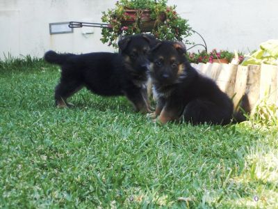 PASTOR ALEMAO DE QUALIDADE - 967888237