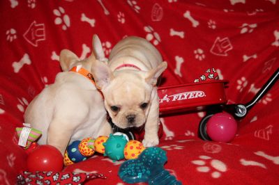 creme / branco muito masculino e feminino bulldog cachorros franceses