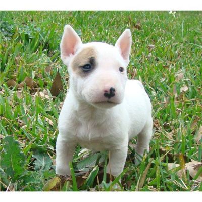 Bull terrier filhote de cachorro com personagens muito pendentes.