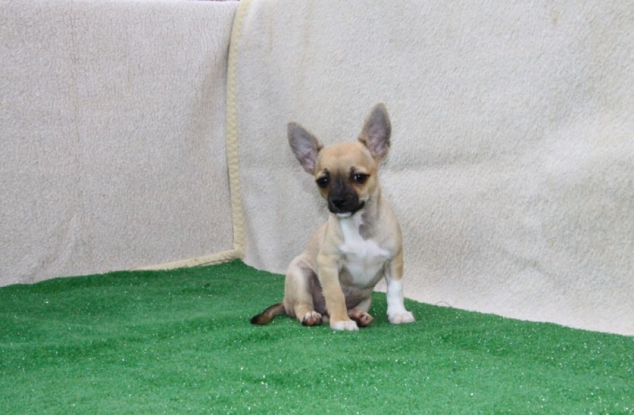 Chihuahua  de pelo curto macho
