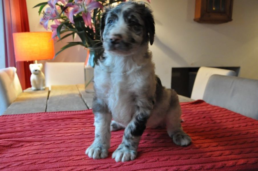 Filhotes de great dane