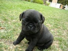  bom filhotes de pug para adoção