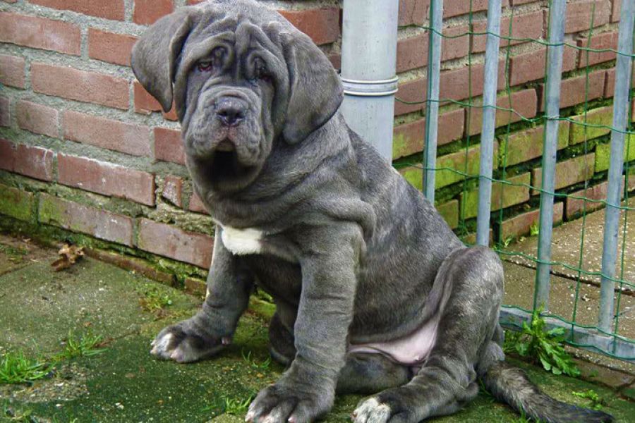 Mastim Napolitano cachorros para adopção.