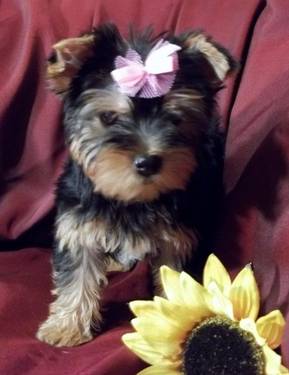 Teacup Yorkie pequeno filhote de cachorro!