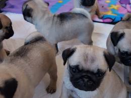 Filhotes de Pug