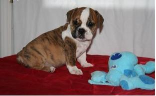 Bem treinado cachorro bulldog Inglês.