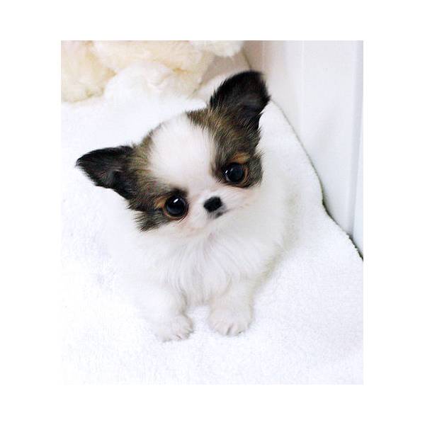 	mini saudavel chihuahua cachorros