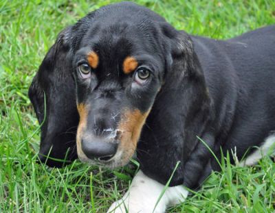Basset hound filhote de bonito