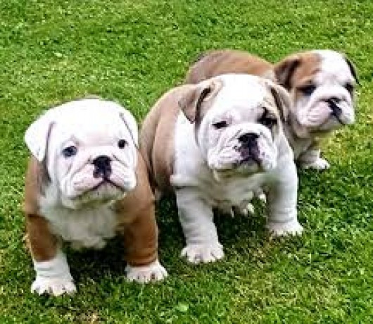 Bulldog inglês com lop afixo e chip