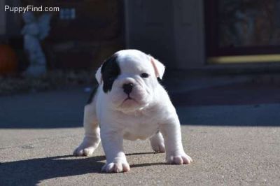 Filhotes Bulldog Inglês (grátis)