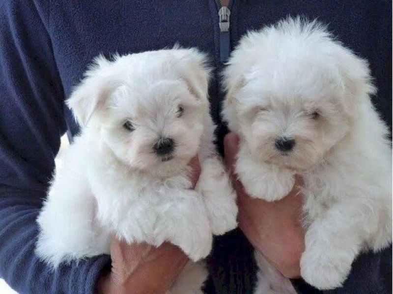 Lindos cachorros malteses prontos agora