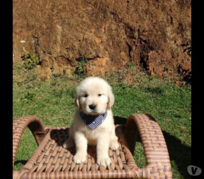 Golden retriever macho