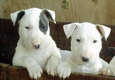 Bull Terrier filhotes disponíveis para adoção.