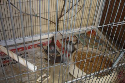 VENDE-SE 3 ROLOS DE DIAMANTE