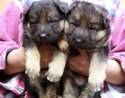 Filhotes de pastor alemão