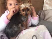 Yorkshire terrier filhotes