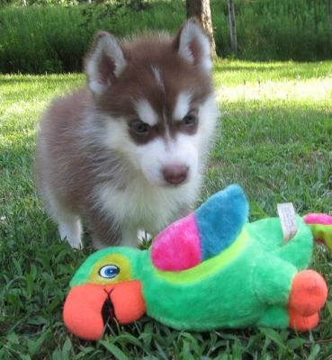Cachorrs Siberian bonito para adopção