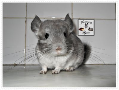 Chinchilas e Porquinhos da India