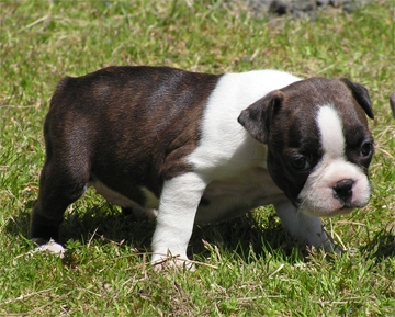 Benito francês bulldog cachorros para adopção