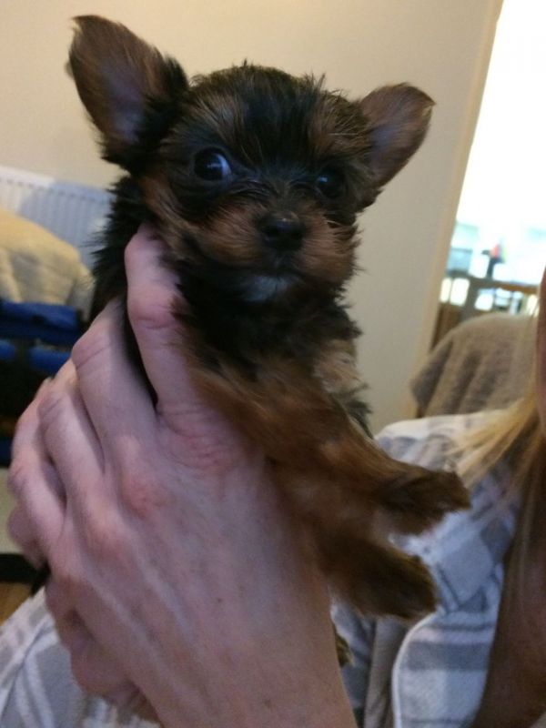 Filhotes de Yorkshire Terrier surpreendentes