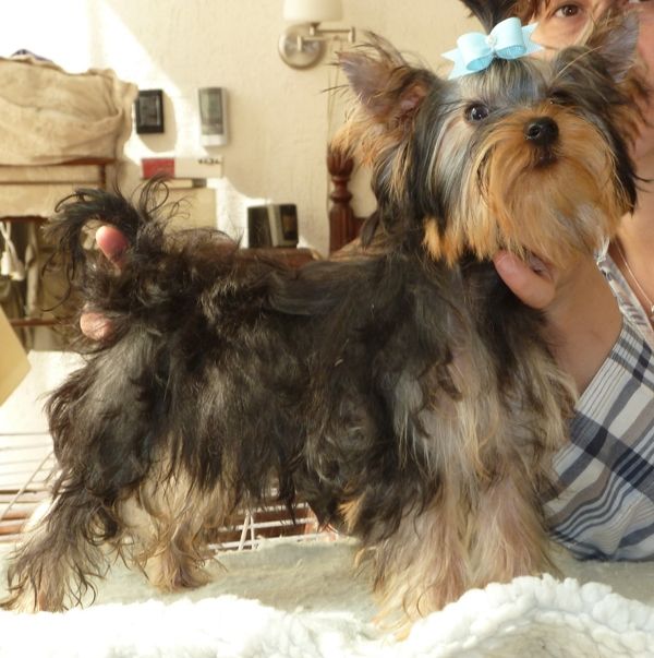 Cachorros Teacup Lindo y adorable Yorkie para su aprobación