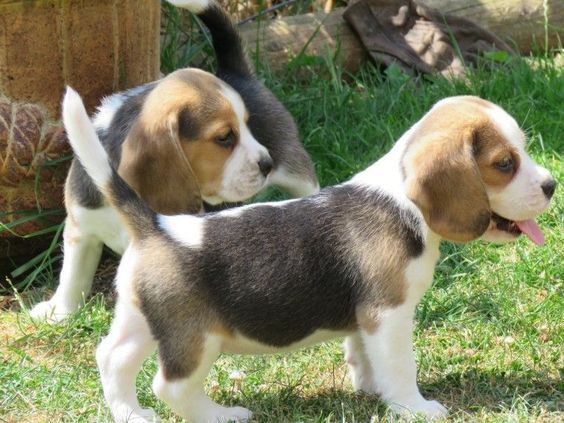 Filhotes de Beagle à venda