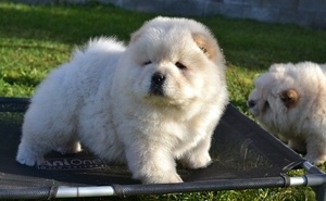 Filhotes de Chow Chow à venda