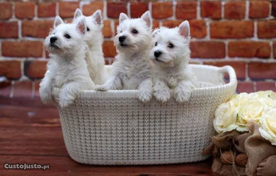 West terrier