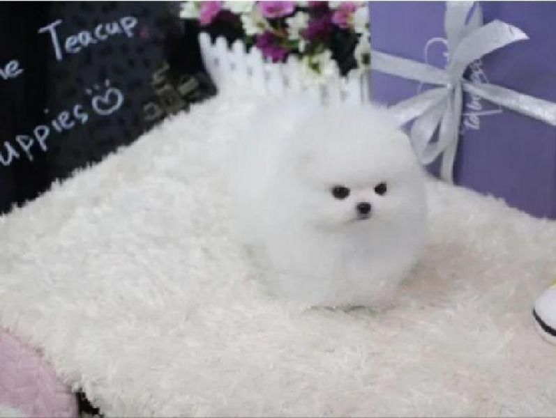 Filhotes da Pomerânia