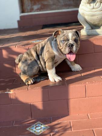 Ele é um bulldog inglês marrom(mariamwallace4@gmail.com)