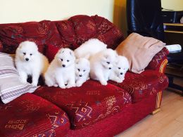 Filhotes Samoyed