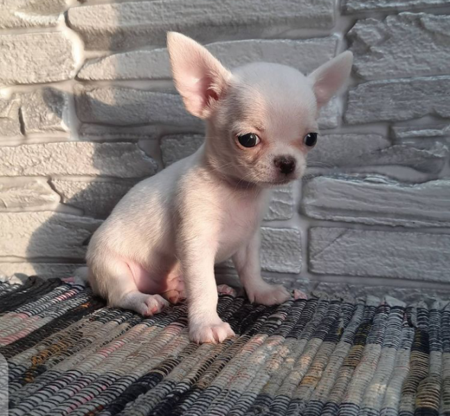 Xícara de chá chihuahua à venda perto de mim