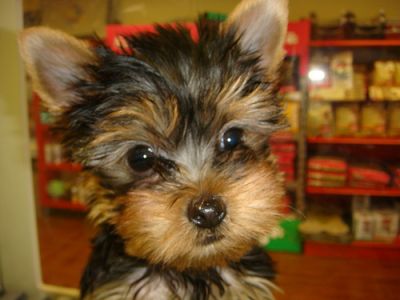 Adorável  yorkshire terrier filhotes