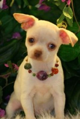 Maltês, Chihuahua, Bulldog Inglês, Yorkshire Terrier e husky siberiano filhotes