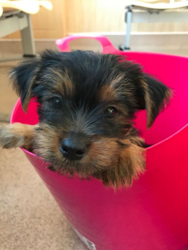 Adorável inteligente masculino e feminino pomeranian