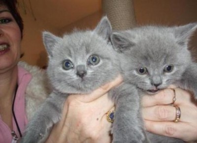 Gatinhos azul russo