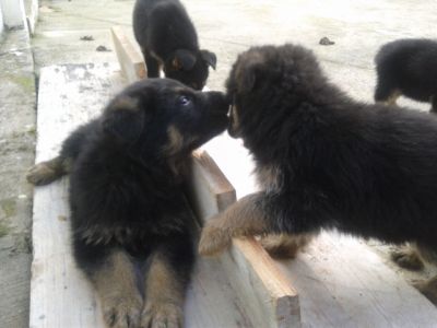 PASTOR ALEMAO DE QUALIDADE - 967888237