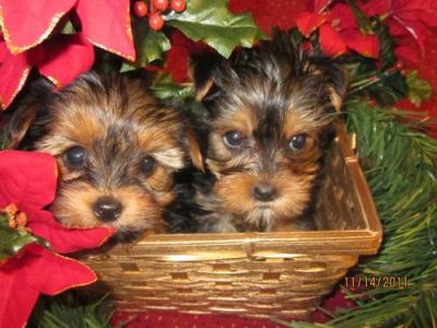 Bela yorkshire terrier filhotes para adoção neste Natal